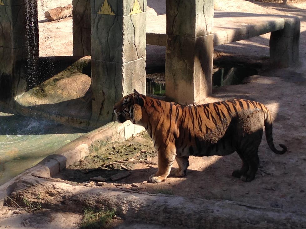 Tigre del parque Río Safari.